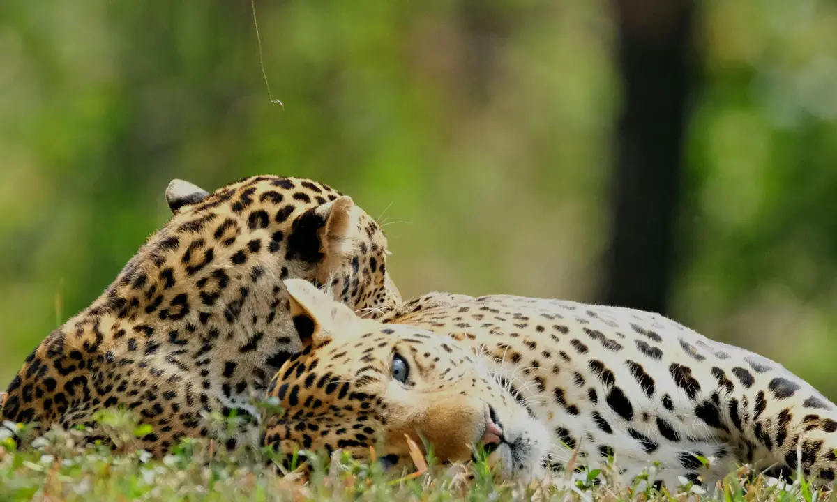 How to create safari lodge experiences that earn repeat bookings in Africa & Middle East