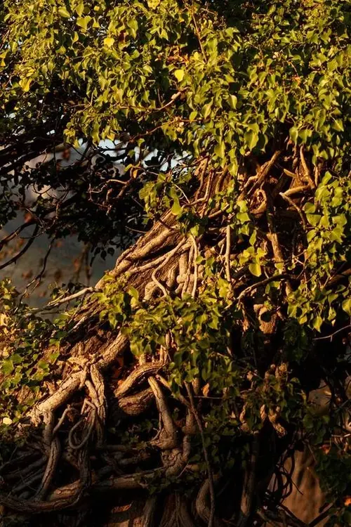 Aerial view of mangrove forest in coastal Africa&nbsp;&hyphen;&nbsp;the foundation for blue carbon credits and sustainable tourism financing in 2026