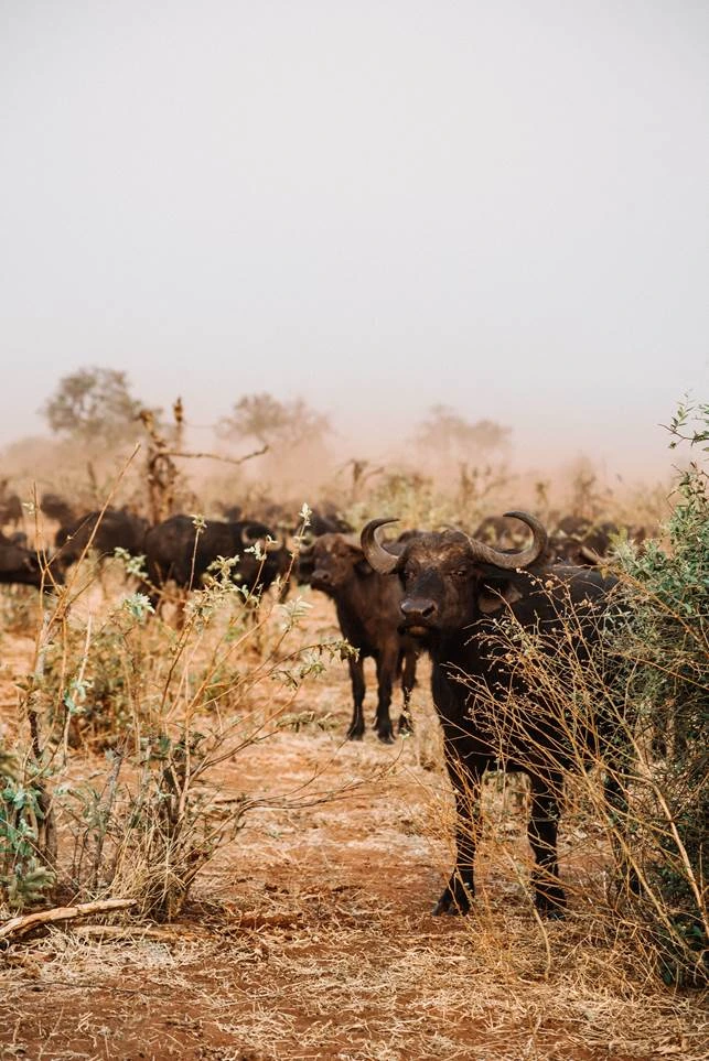 Wildlife Economy 2.0 in Africa&nbsp;&hyphen;&nbsp;balancing photographic tourism, certified hunting, and carbon conservation in 2026